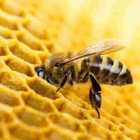 ¿Qué pasaría si desaparecieran las abejas?